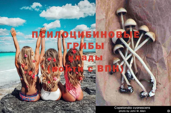 PSILOCYBIN Балахна