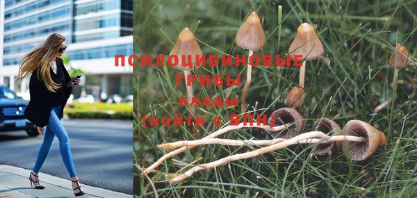 PSILOCYBIN Балахна