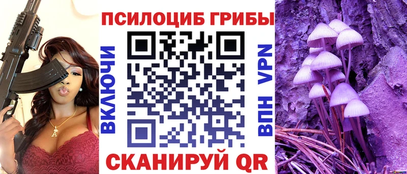 магазин продажи   Судак  Псилоцибиновые грибы Psilocybe 